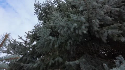 Spruce tree Stock Footage 302309726