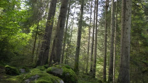 Spruce tree forest and moss covered stones Stock Footage 158970591