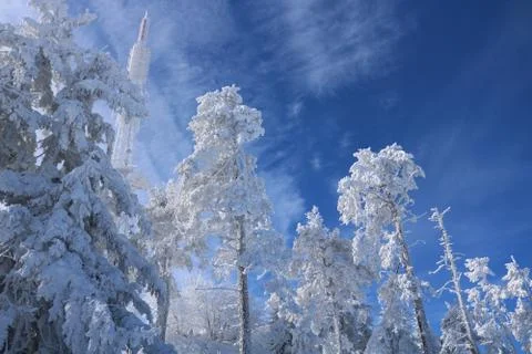 Spruce Tree Forest Covered by Snow in Winter Stock Photos