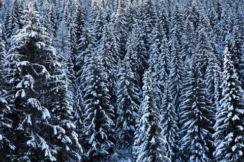 Spruce Tree Forest covered in Snow Stock Photos