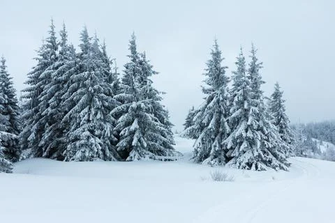 Spruce Tree Forest Covered by Snow in Winter Landscape. Stock Photos