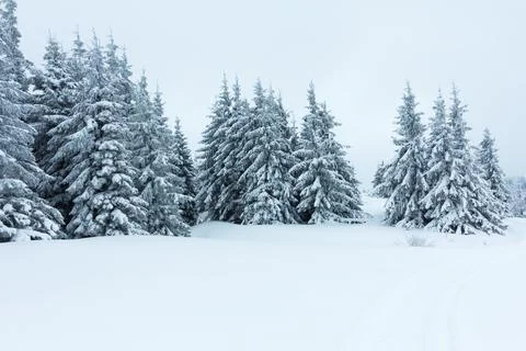Spruce Tree Forest Covered by Snow in Winter Landscape. Stock Photos