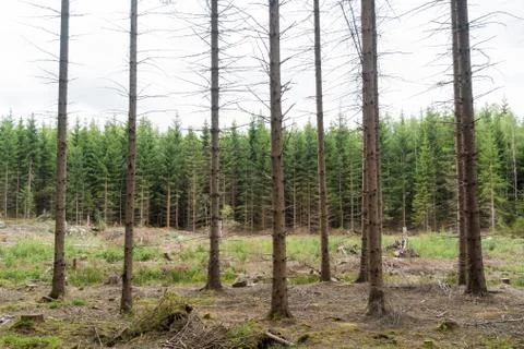 Spruce tree forest in different ages Stock Photos