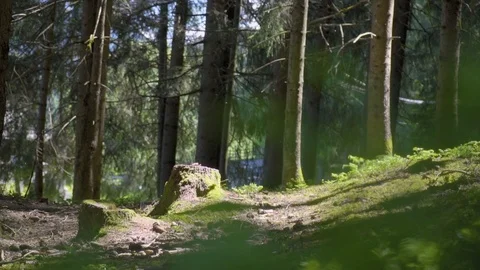 Spruce Tree Forest Video stock 112432172