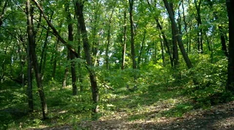 Spruce Tree Forest in Last Sunlight Stock Footage 11521337