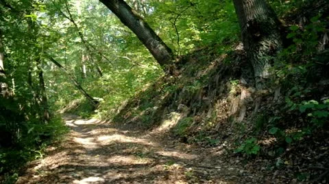 Spruce Tree Forest in Last Sunlight Stock Footage 11521361