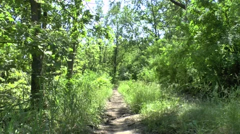 Spruce Tree Forest in Last Sunlight Stock Footage 40032093