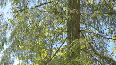 The spruce tree on the forest with the leaves waving Stock Footage 138560775