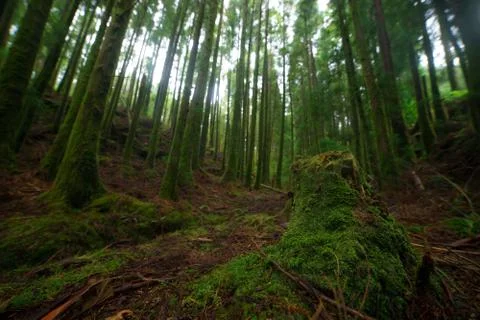 Spruce Tree Forest, Sunbeams through Fog illuminating Moss and Fern Covered F Stock Photos