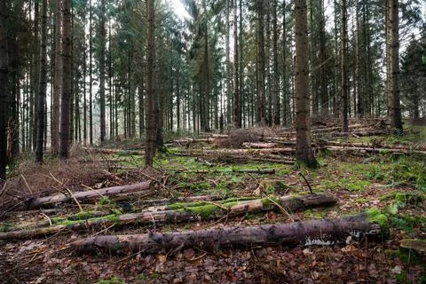 Spruce tree forest with trunks Stock Photos