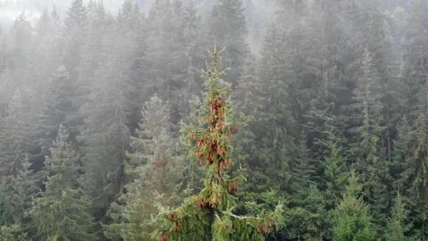 Spruce Tree in a Forest Wilderness of the Ukrainian Carpathian Mountains Video stock 127432425
