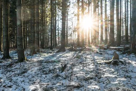 Spruce tree forest in winter Stock Photos