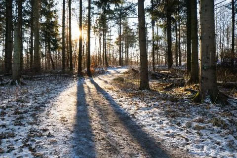Spruce tree forest in winter Stock Photos