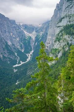 Spruce tree in front of a mountain slope in the Italian Alps Stock Photos