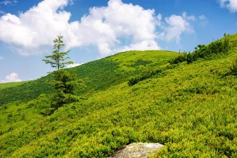 Spruce tree on the grassy hillside Foto stock