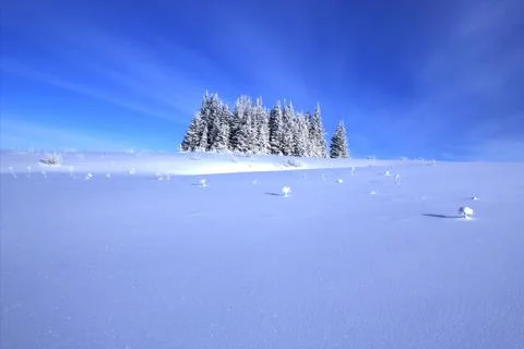Spruce tree grove with snow Stock Photos