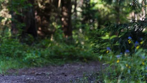 A spruce tree growing along a forest road Stock Photos
