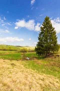Spruce tree on the hill Stock Photos