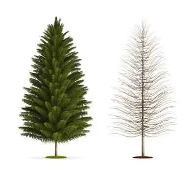 Spruce tree. Stock Illustration