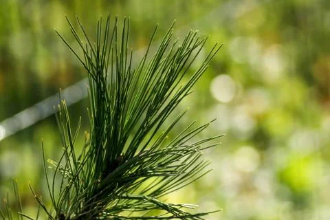 Spruce tree isolated Stock Photos