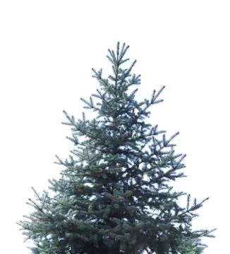 Spruce tree isolated on white Stock Photos