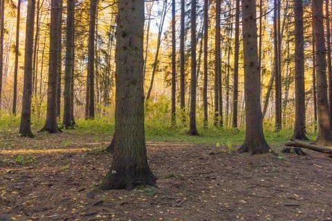 A spruce tree with knots in the forest rises into the sky Stock Photos