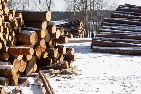 Spruce tree logs in winter forest area. Forest management stage deforestation Stock Photos