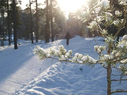 Spruce tree with lumps of snow Stock Photos