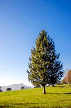 Spruce tree Stock Photos