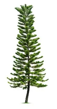 Spruce tree Stock Photos