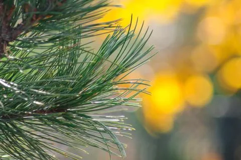 Spruce tree Stock Photos