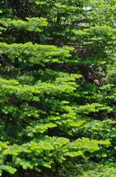 Spruce tree Stock Photos