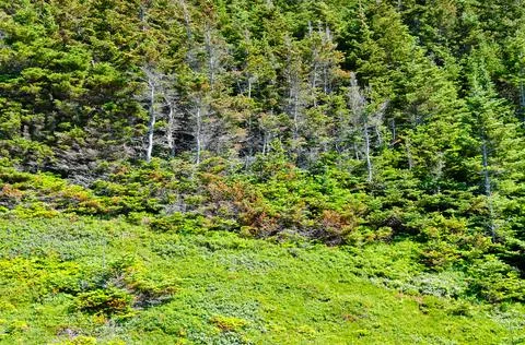 Spruce tree Stock Photos