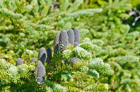 Spruce tree Stock Photos