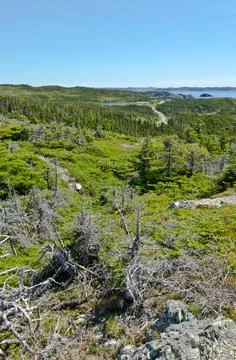 Spruce tree Stock Photos