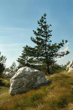 Spruce tree Stock Photos