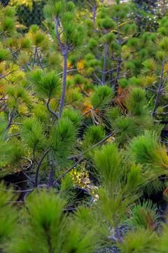 Spruce tree plants. Stock Photos