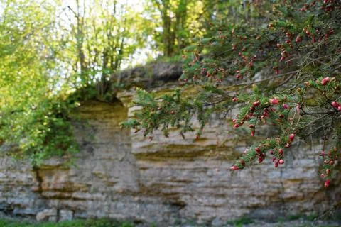Spruce Tree with Red Cones by a Limestone Cliff in Estonia Stock Photos
