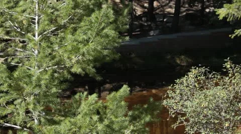 Spruce Tree at Rose Canyon Vídeo Stock 12203008