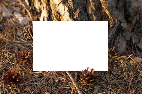 Spruce tree with rough bark on the background Stock Photos