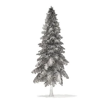 Spruce Tree with Snow 3D Model 6.4m 3D Model