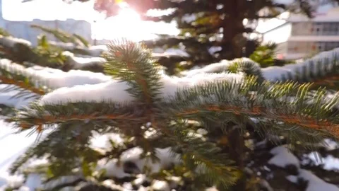 Spruce tree, snow and sun in winter park Stock Footage 100810119