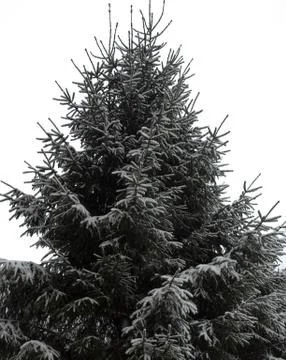 Spruce tree with snow on branches Stock Photos