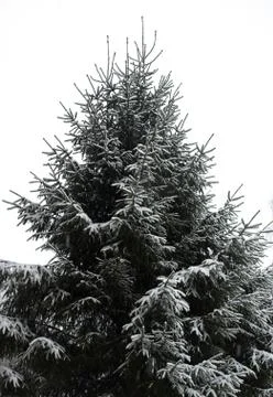 Spruce tree with snow on branches Stock Photos