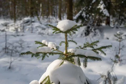 Spruce tree with snow Stock Photos