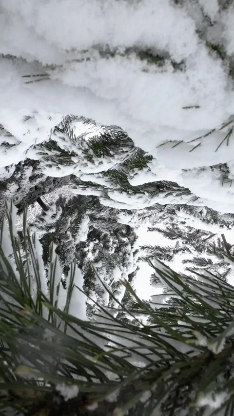 A Spruce Tree in the Snow: A Relaxing Video Stock-Footage 247526486