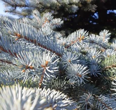 Spruce Tree in Spring Stock Photos