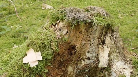 Spruce tree stump growing with lush green moss Stock Photos