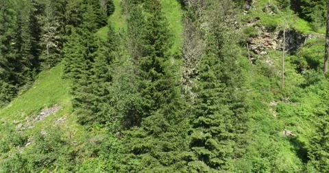 Spruce Tree in Summer. Aerial view of Forest. Green Trees. Aerial Landscape Stock Footage 197532813