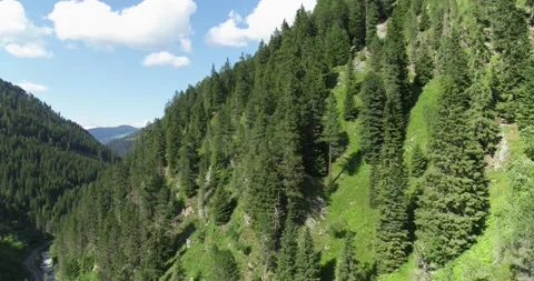 Spruce Tree in Summer. Aerial view of Forest. Green Trees Stock Footage 197533071